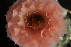 LET061-Echinopsis-hybrid-Kincsem-light-peach-1