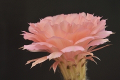 LET061-Echinopsis-hybrid-Kincsem-light-peach-4