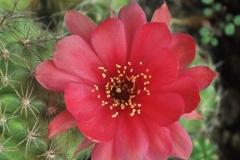 LET062-Echinopsis-hybrid-Variegated-Dk-Red-Flr-1