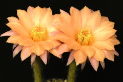 LET064-Echinopsis-Hybrid-Noon-2