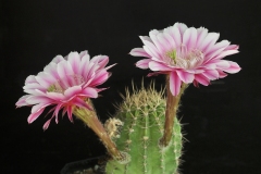 LET065-Echinopsis-Pasion-en-Purpura-1