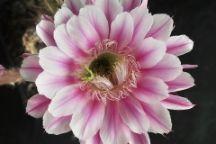 LET065-Echinopsis-Pasion-en-Purpura-2