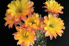 LET068-Echinopsis-hybrid-Embraceable-You-2