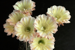 LET070-Echinopsis-hybrid-Edwardian-Lady-2