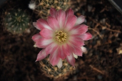 LET076-Echinopsis-hybrid-Bebe-sonrojada