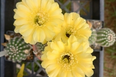 LET077-Echinopsis-hybrid-Coquette-3