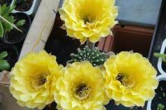 LET077-Echinopsis-hybrid-Coquette