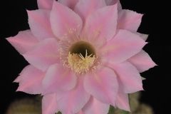 LET078-Echinopsis-hybrid-Geometria-malva-3