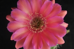 LET079-Echinopsis-hybrid-Sorceress-1