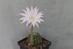 LET080-Echinopsis-Inermis-hybrid-Borla-Purple