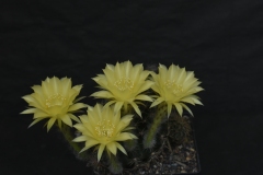 LET081-Echinopsis-hybrid-Mjollnir-3