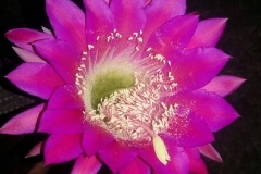 LET088-Echinopsis-hybrid-Sizzler-1