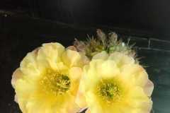 LET094-Echinopsis-hybrid-Annas-Variegated-Delight
