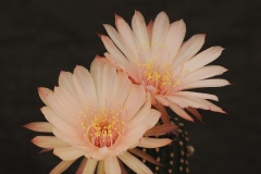 LET117-Lobivia-hybrid-Kesar