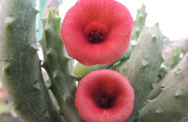 A vibrant red flower, an asclepiad, in full bloom.
