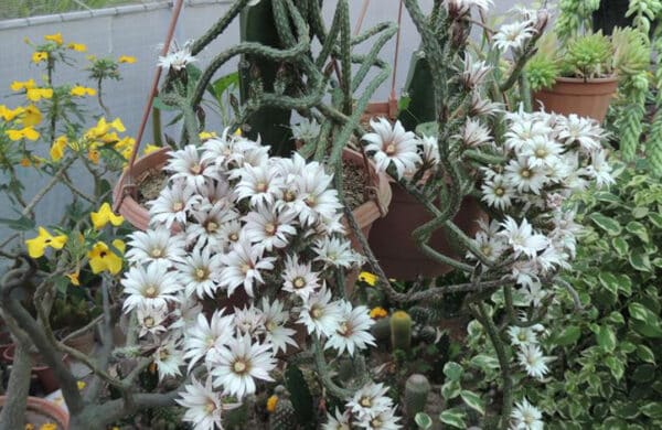 The Ultimate Guide to Helping Your Plants Thrive