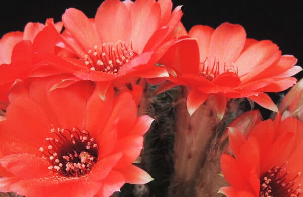 A vibrant red flower, likely a succulent or cactus bloom, symbolizing easy plant care.