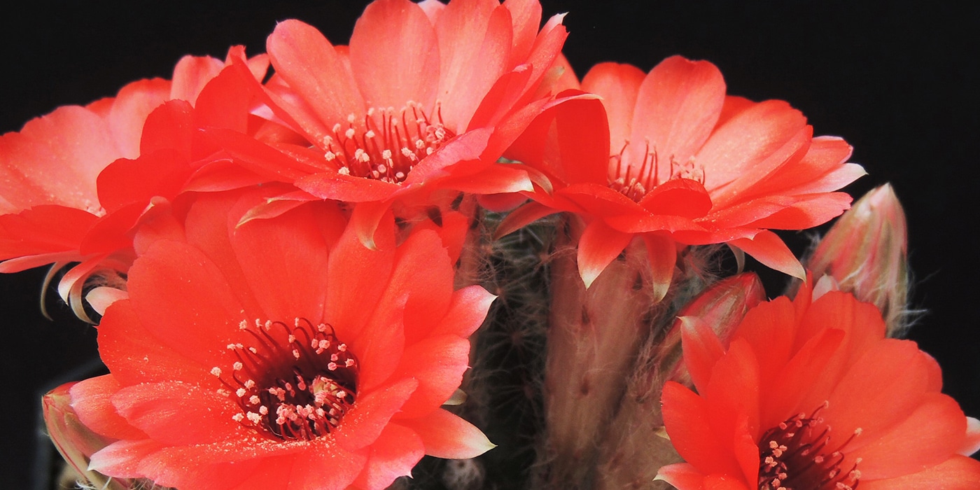 A vibrant red flower, likely a succulent or cactus bloom, symbolizing easy plant care.