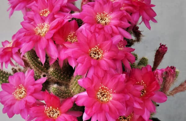 A close-up of a pink or fuchsia-colored flower cactus