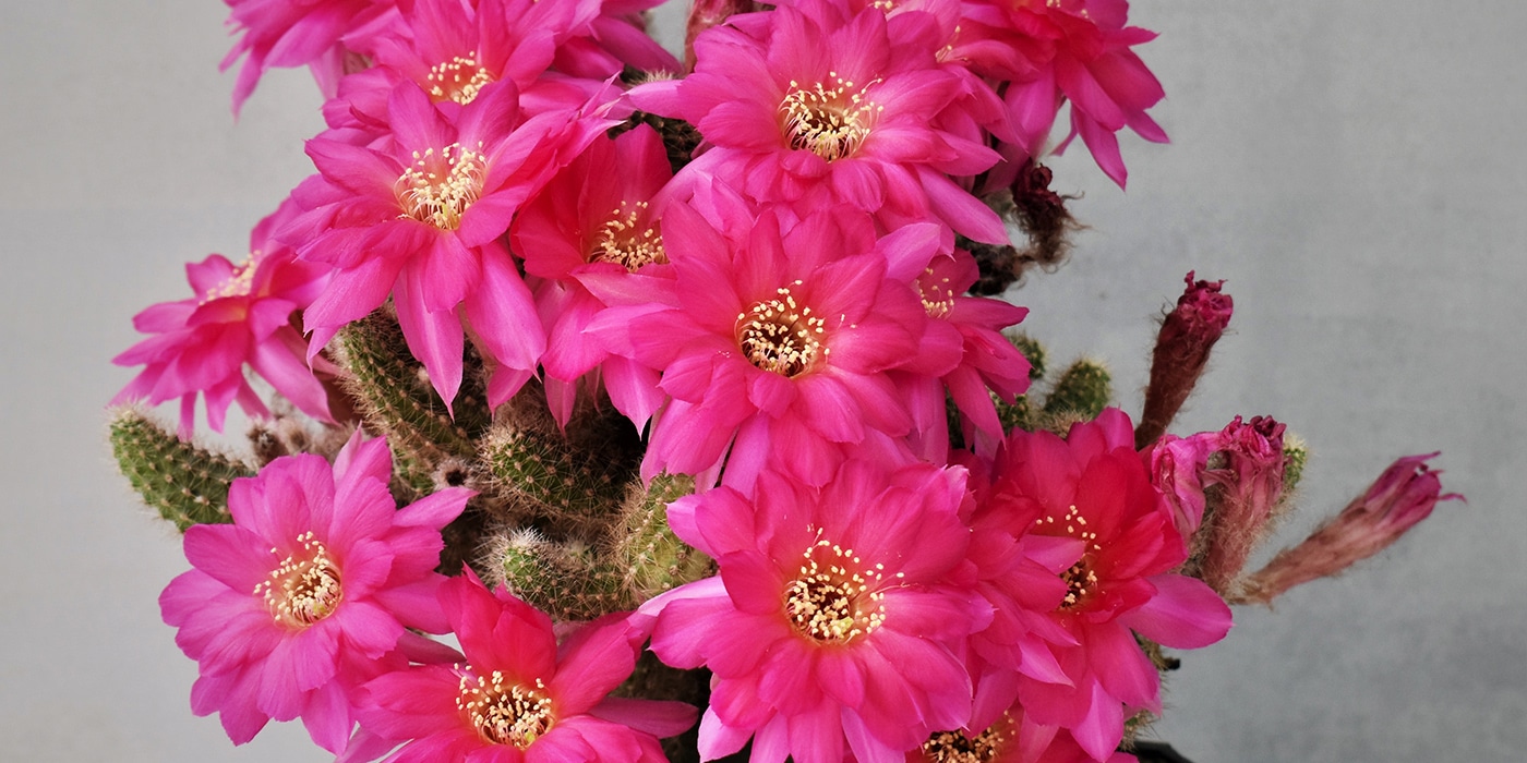 A close-up of a pink or fuchsia-colored flower cactus