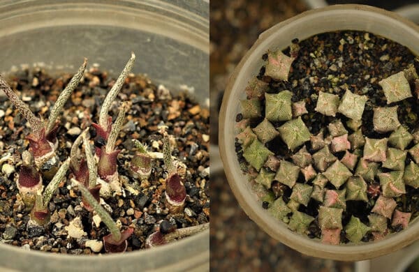 How to Grow Cactus Seeds