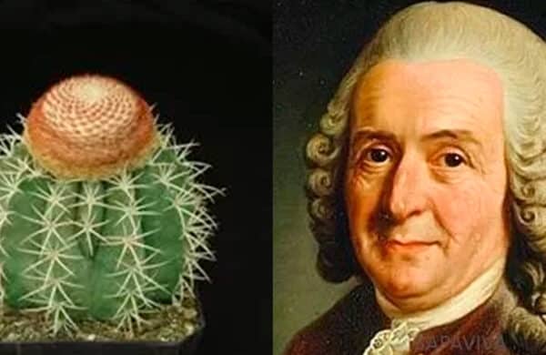 cactus-trivia