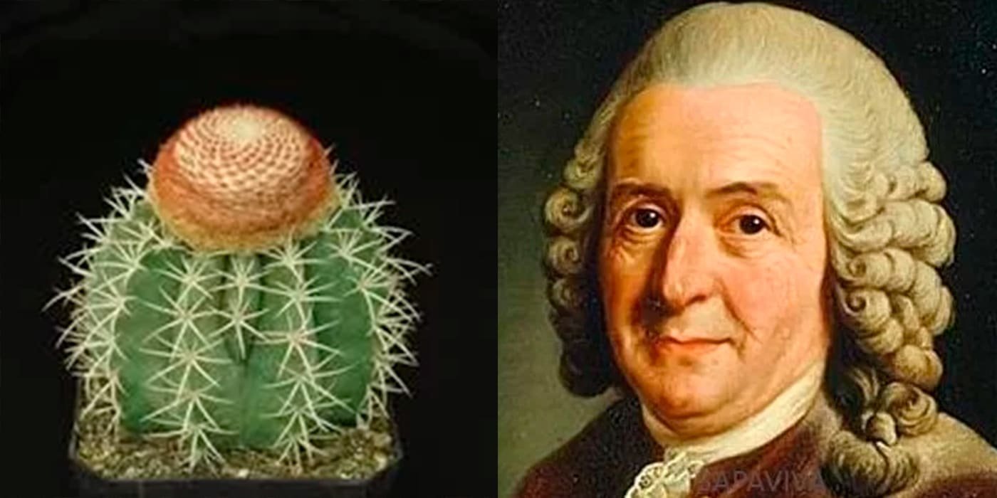 cactus-trivia