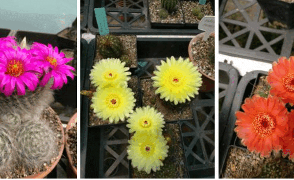 Know why these desert plants get sun-damaged and how to protect them with proper acclimation and care.