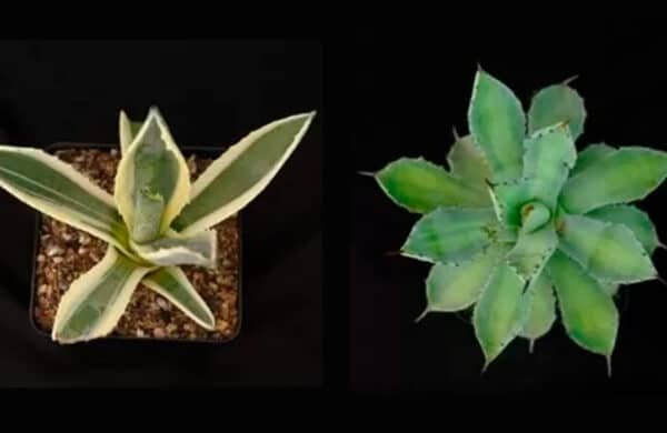 buy-succulents-plants-online