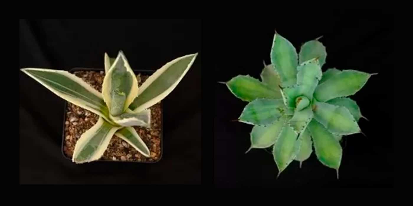 buy-succulents-plants-online