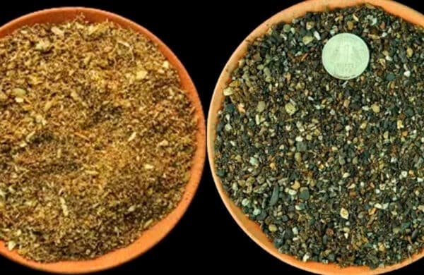 cactus-soil-potting-mix