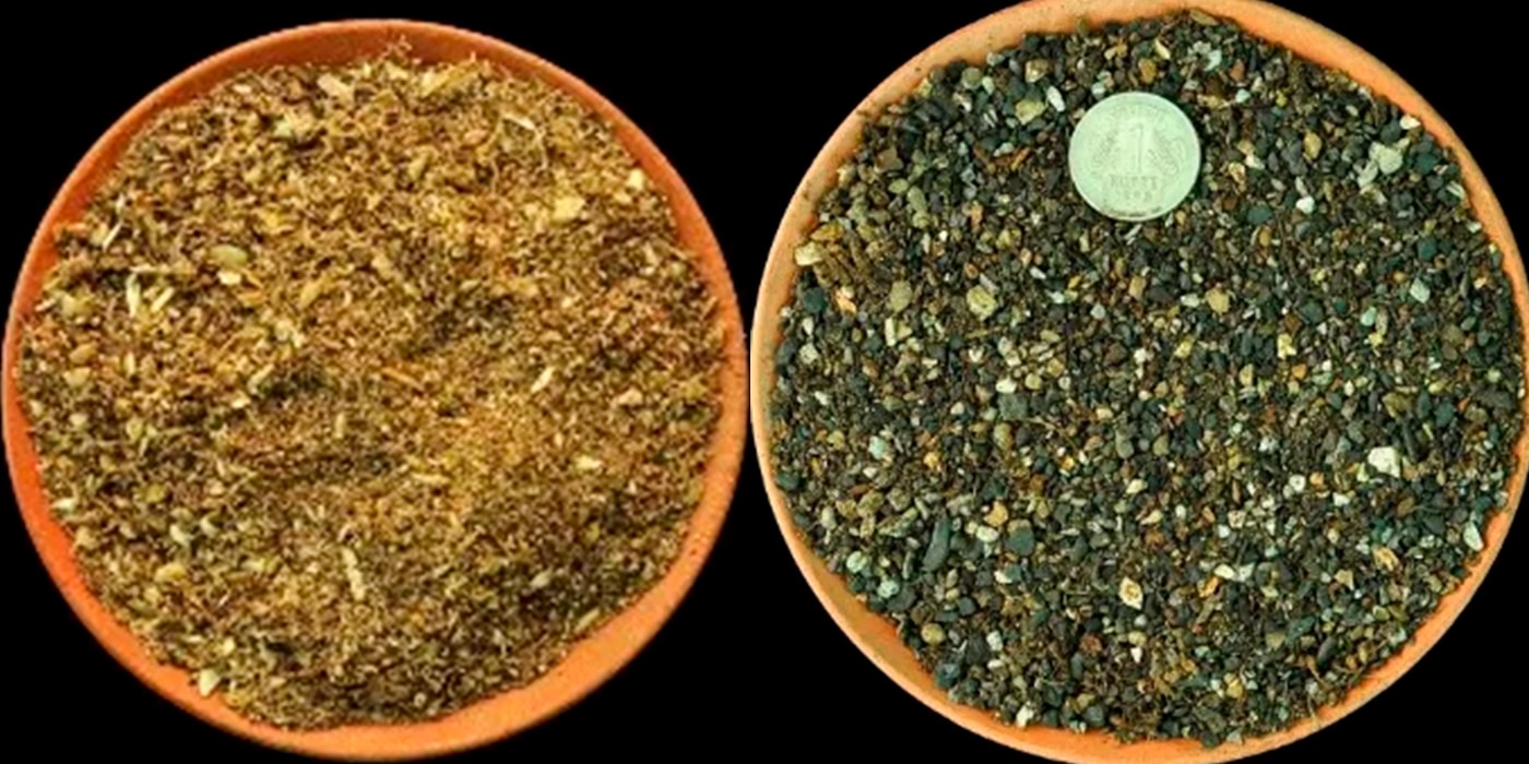 cactus-soil-potting-mix