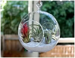 Tillandsia