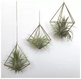 Tillandsia