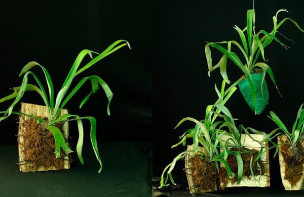 discover-the-unique-world-of-stag-horn-ferns-at-plantaeparadise