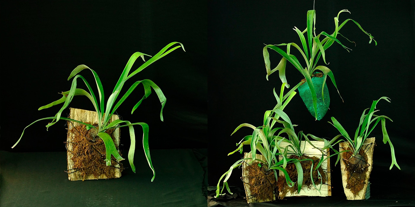 discover-the-unique-world-of-stag-horn-ferns-at-plantaeparadise