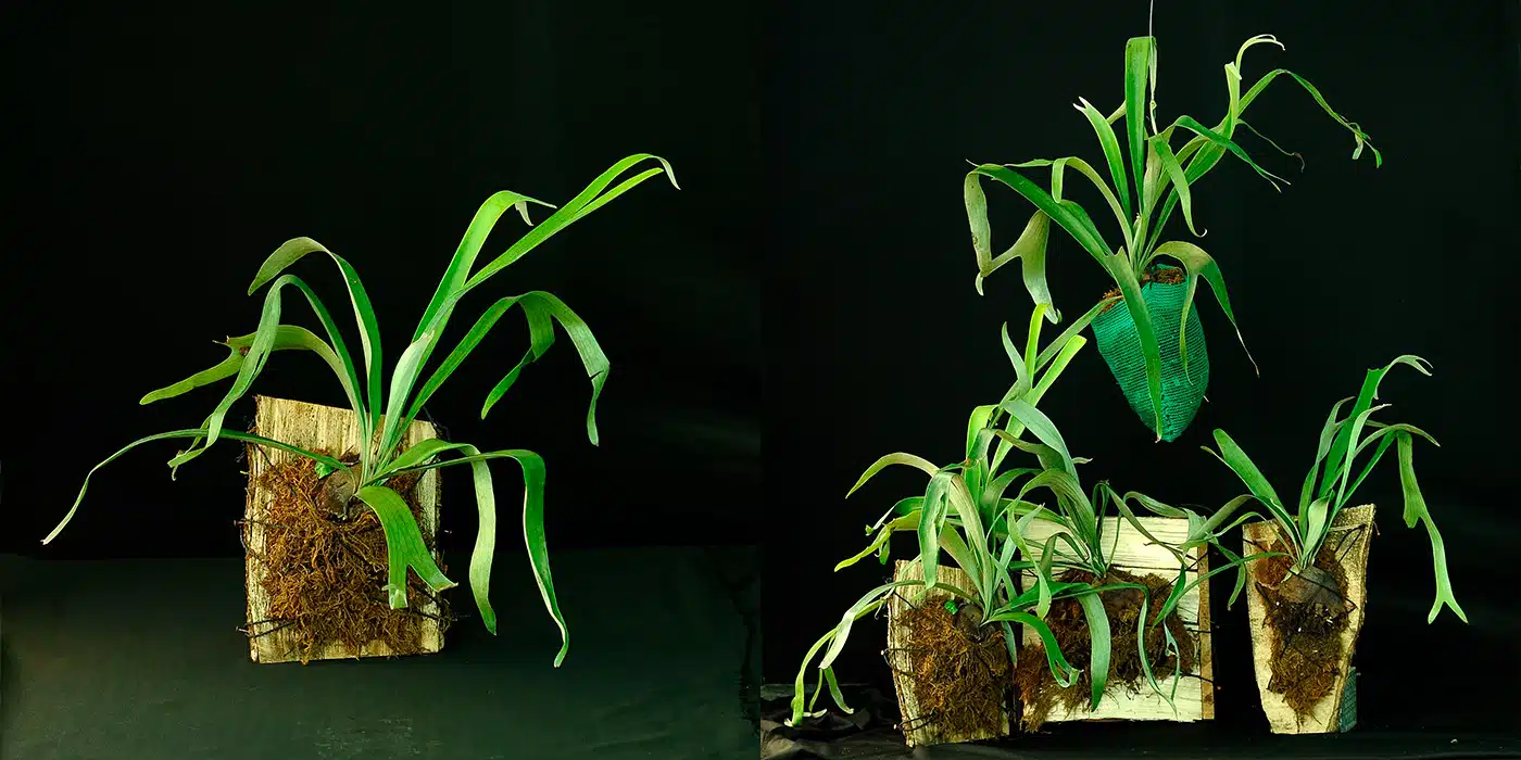 discover-the-unique-world-of-stag-horn-ferns-at-plantaeparadise