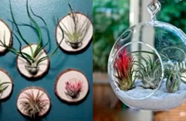 how-to-display-air-plants-creative-ideas-for-your-tillandsia
