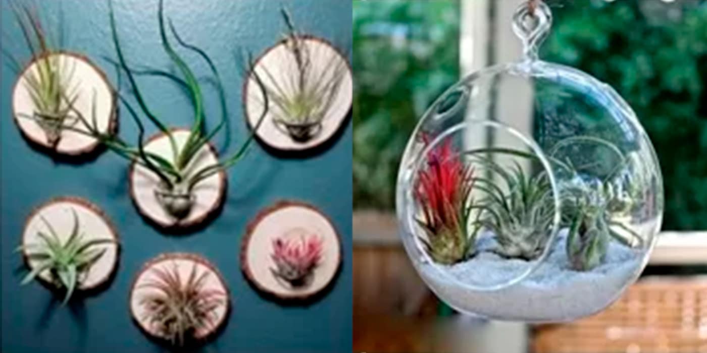how-to-display-air-plants-creative-ideas-for-your-tillandsia