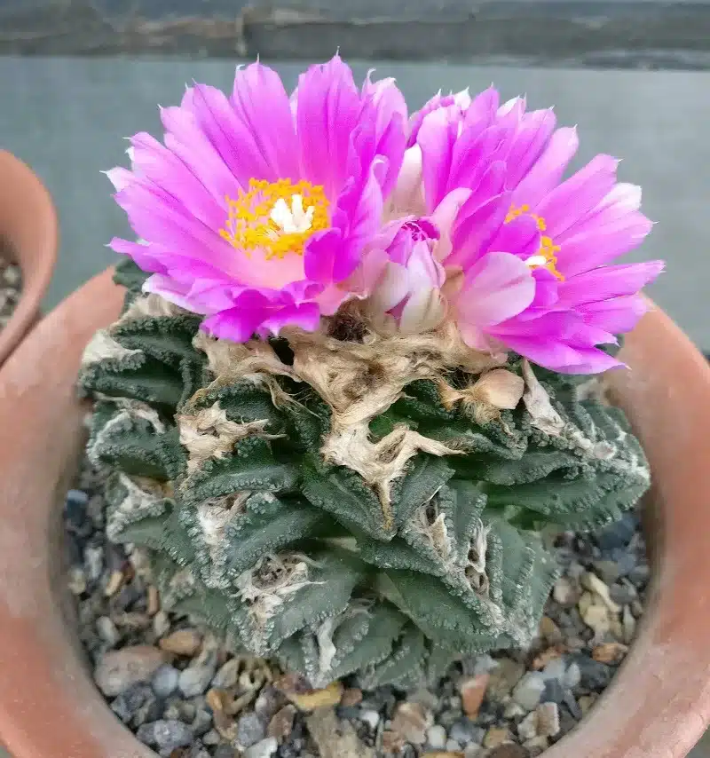 Ariocarpus-fissuratus