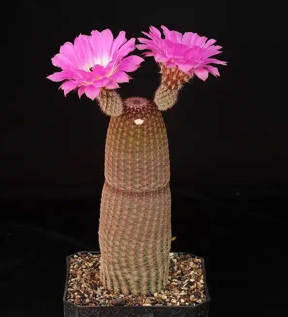 Factors Affecting Flowering