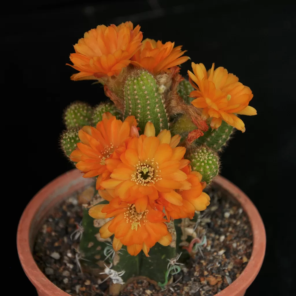 cactus grafting 