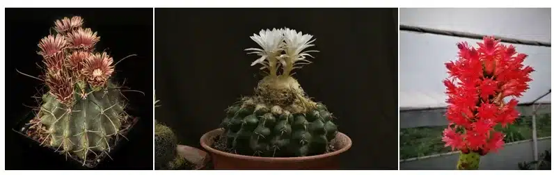 cactus-plant