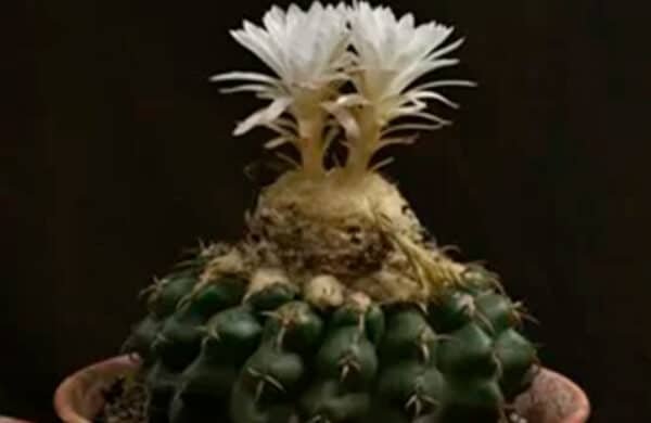 factors-affecting-flowering-of-cactus-plant