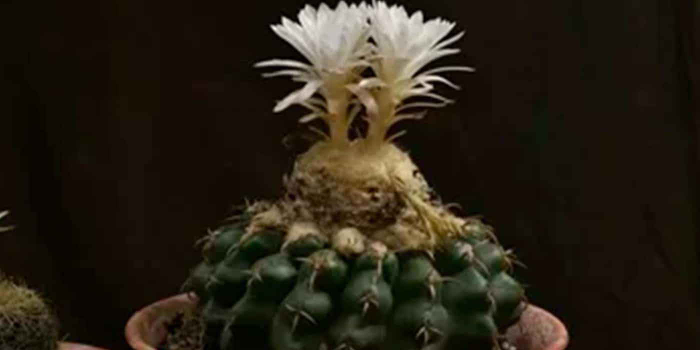 factors-affecting-flowering-of-cactus-plant