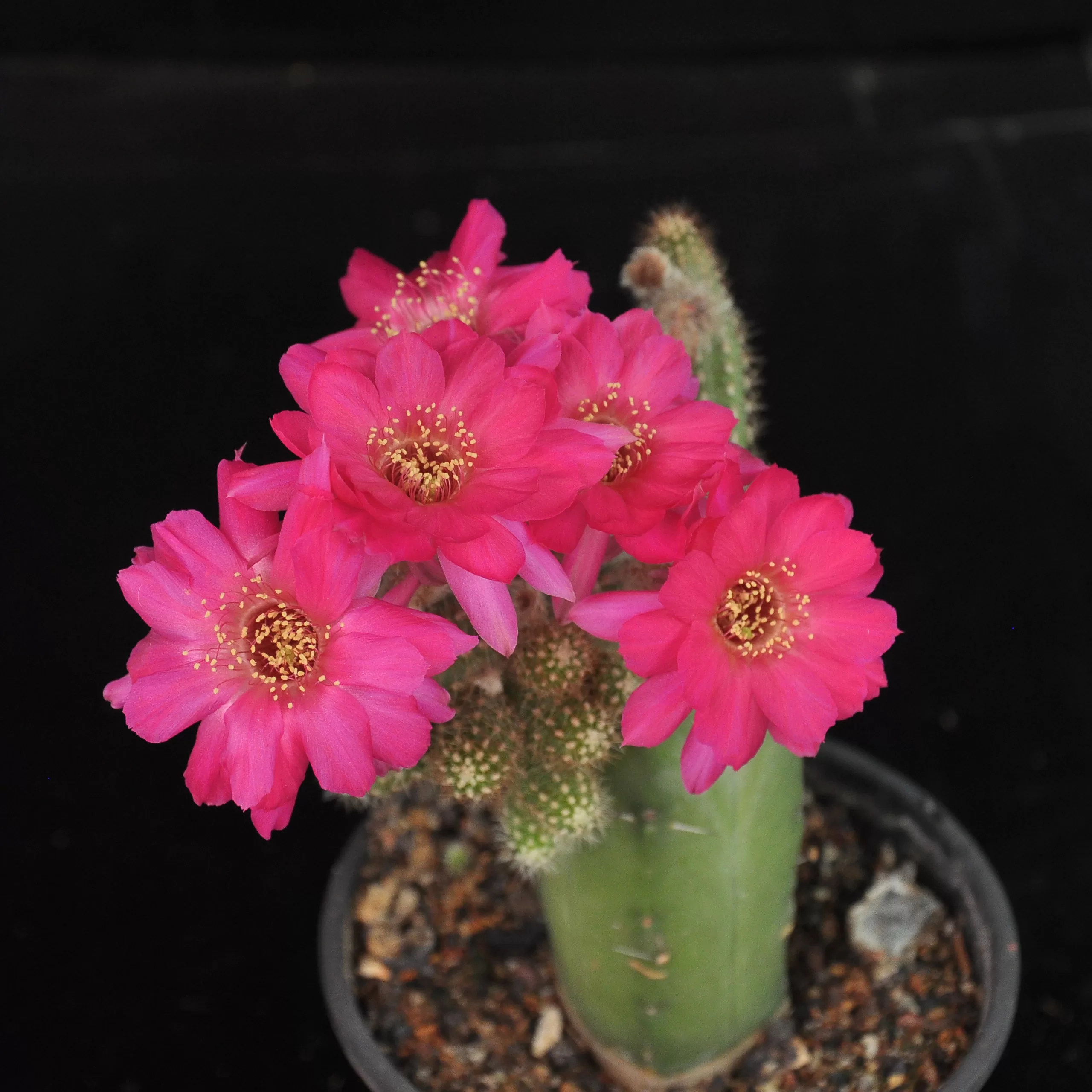 cactus grafting