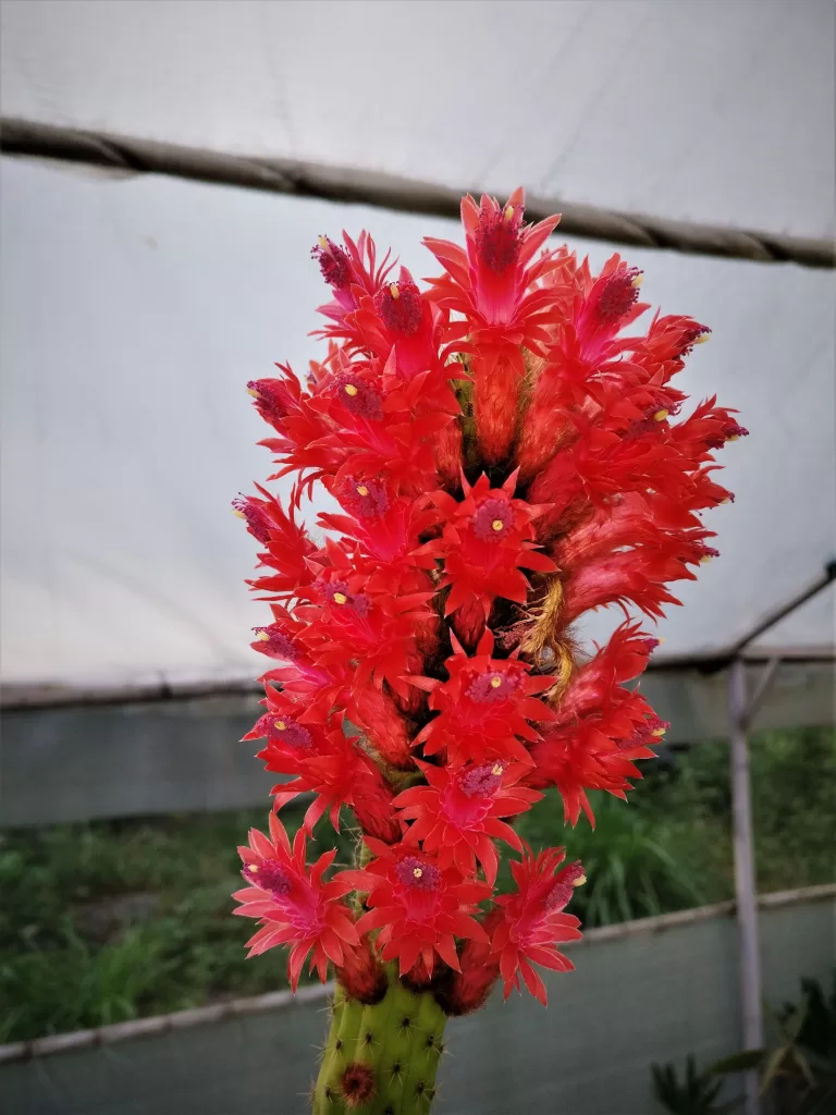 online cactus nurseries