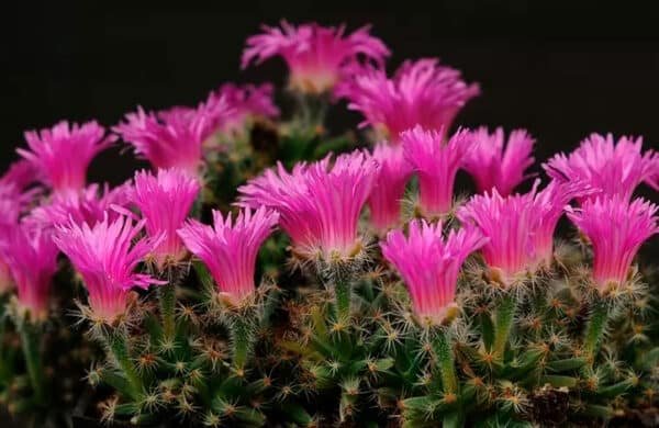 Guide to Bare-Root Cactus and Succulent Care