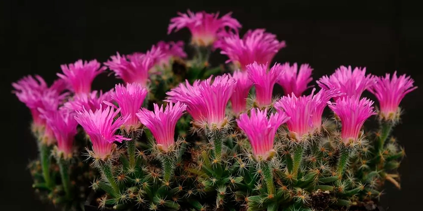 Guide to Bare-Root Cactus and Succulent Care