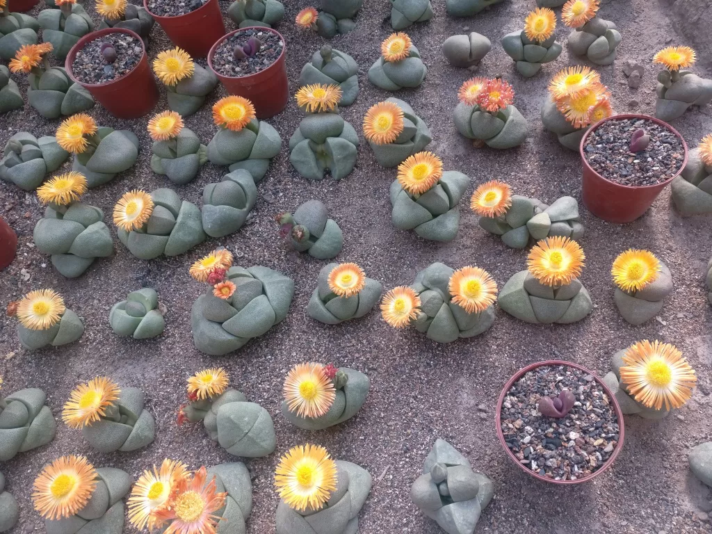  best succulents